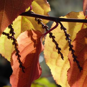 Stachyurus chinensis 'Celina'