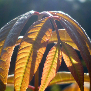 Toona sinensis 'Flamingo'