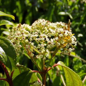 Viburnum cinnamomifolium