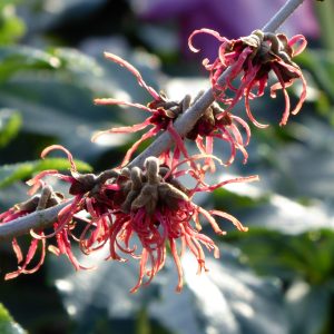 Hamamelis 'Diane'