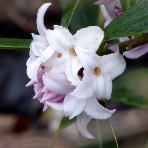 Daphne odora x bholua 'Perfume Princess'