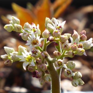 Mukdenia rossii 'Karasuba'