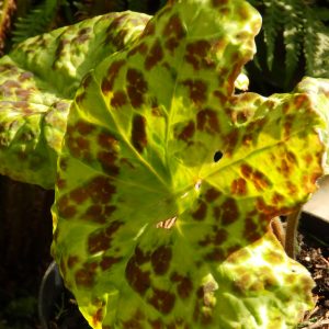 Podophyllum versipelle 'Spotty Dotty'