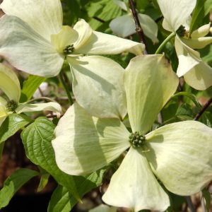 Cornus x rutgersensis 'Stardust'