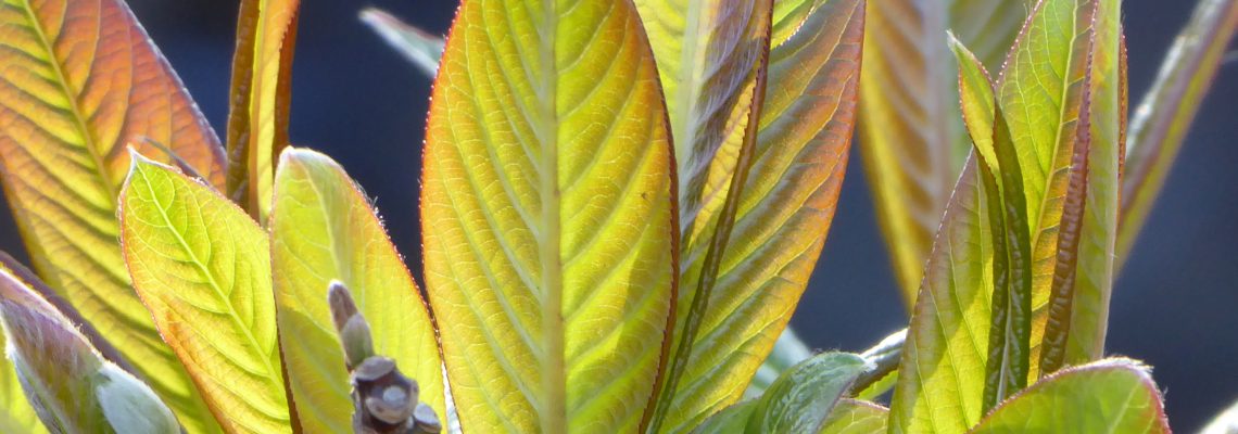 Trees & Shrubs P-T