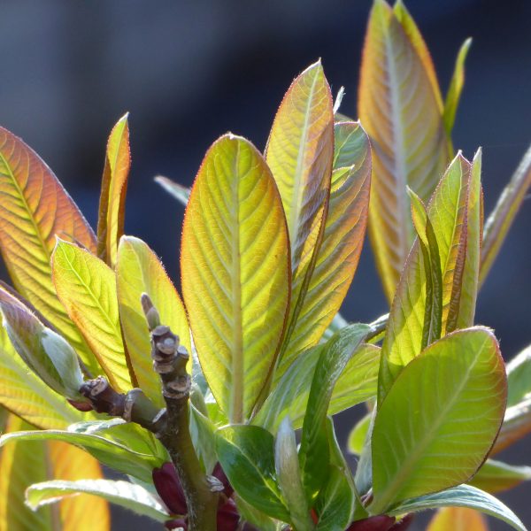 Trees & Shrubs P-T