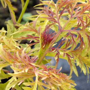 Sambucus racemosa 'Lemony Lace'