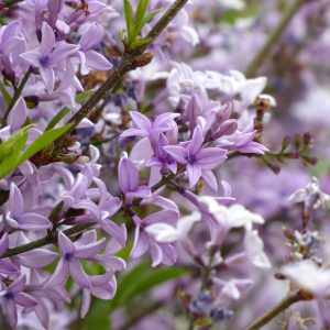 Syringa laciniata