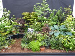 RHS Malvern display 2019