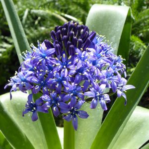Scilla peruviana