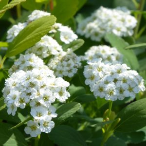 Spiraea betulifolia 'Tor Gold'