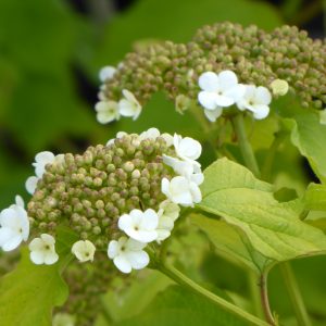 Viburnum opulus Aureum