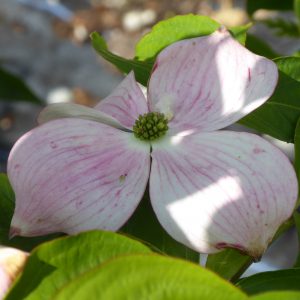 Cornus rutgersensis 'Stellar Pink'
