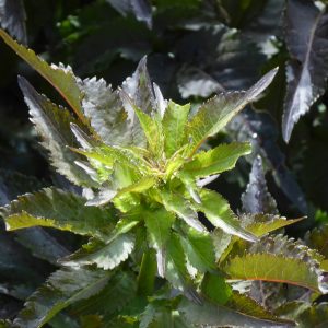 Sambucus nigra porphyrophylla 'Black Tower'