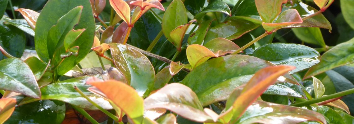 Nandina domestica ‘Summer Sunset’