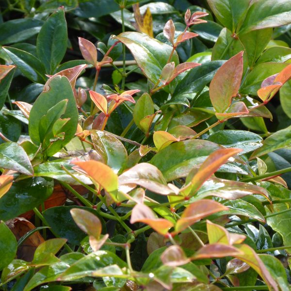 Trees & Shrubs K-O