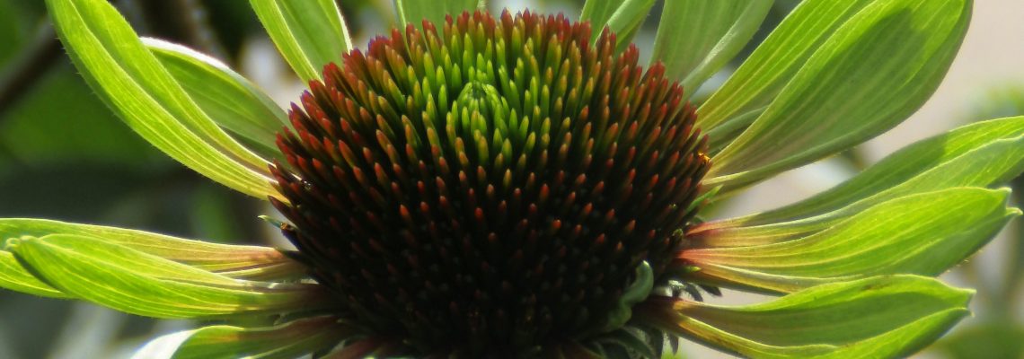 Perennials A-E