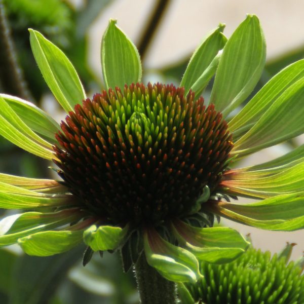 Perennials A-E