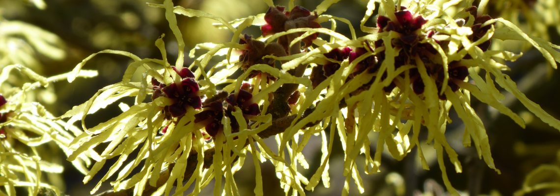 Trees & Shrubs F-J