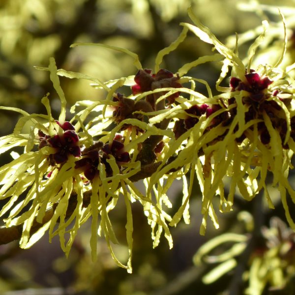 Trees & Shrubs F-J