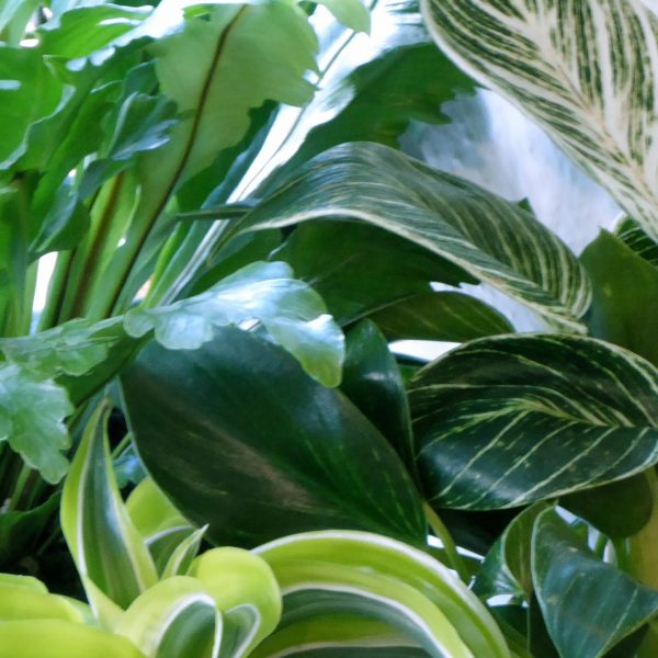 House Plants